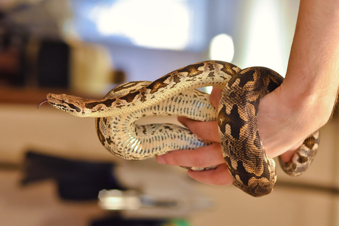 FOTOS: Corn snake, espécie de serpente exótica dos EUA, é