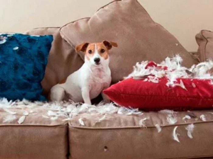  Por que os cães destroem objetos da casa?