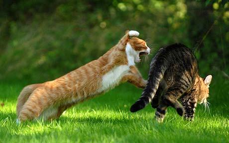  Como solucionar brigas entre gatos?