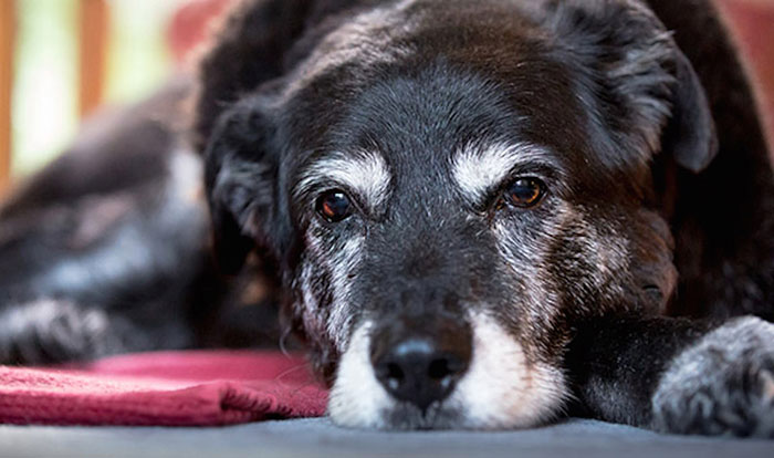  Pets Idosos: conheça medidas que ajudam na longevidade e qualidade de vida de cães e gatos